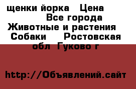 щенки йорка › Цена ­ 15 000 - Все города Животные и растения » Собаки   . Ростовская обл.,Гуково г.